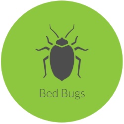 Bed Bugs Extermination