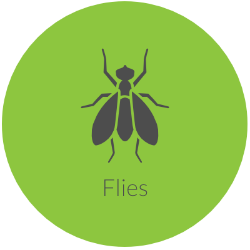 Flies Pest Control