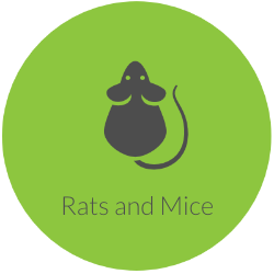 Mice and Rats Pest Control