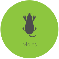 Moles Pest Control