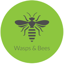 Wasps and Bees Extermination