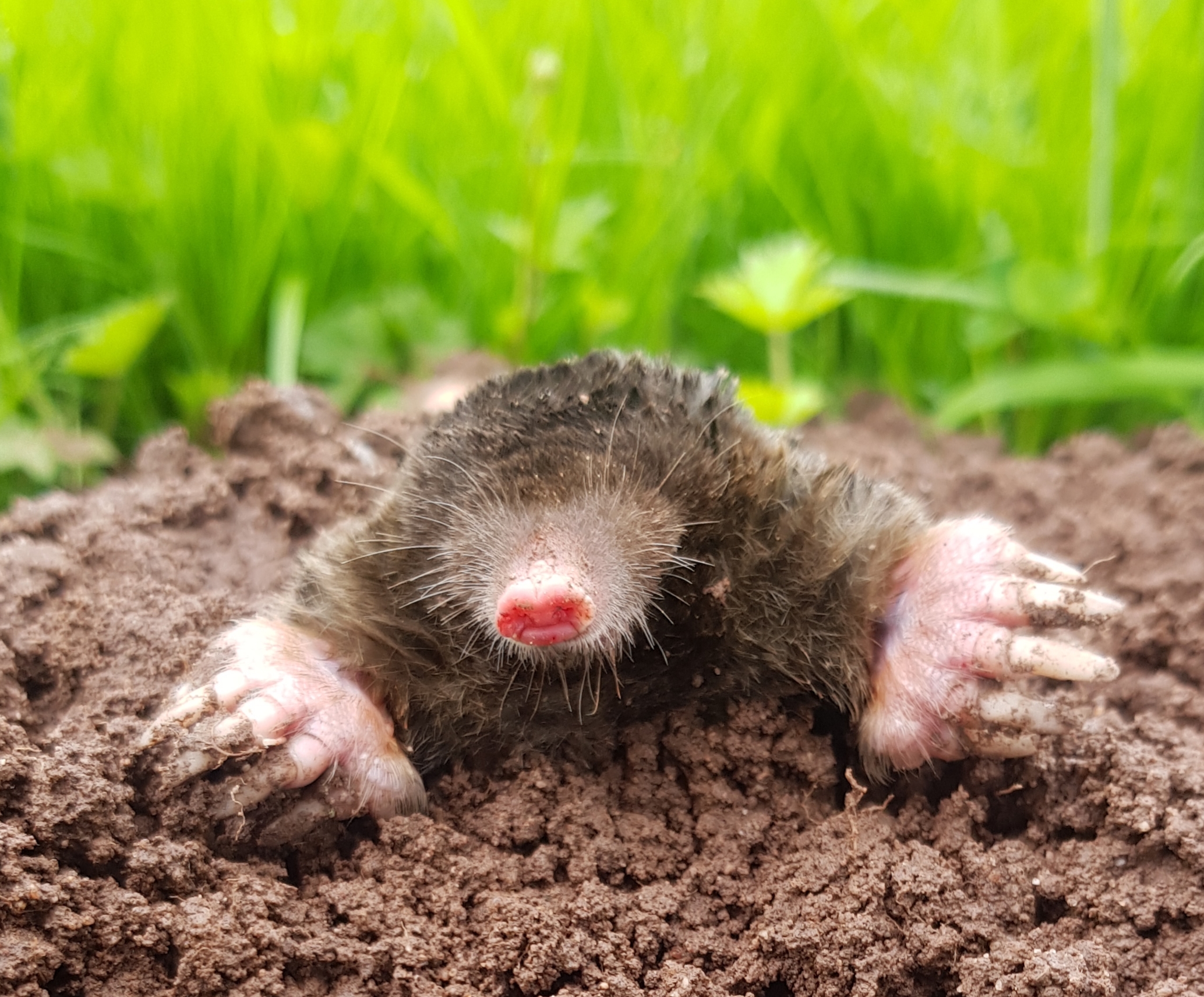 Pest Control Stoke On Trent. Moles