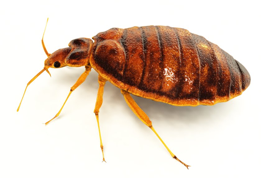 Pest Control Stoke On Trent. Bed Bugs
